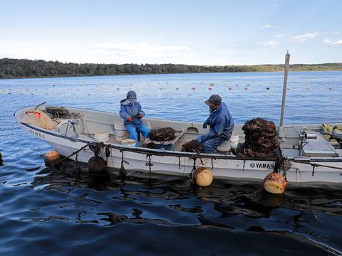 【ゲン担ぎ福袋】【福袋】ワイズユースの湿地の恵みセット①北海道根室市温根沼産カキ（2L：10個）・豆アサリ1キロ