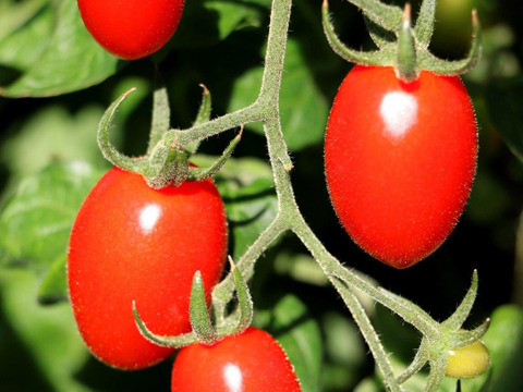 ミニトマト【完熟高糖度アイコ】1kg/箱・海藻肥料アルギットによる高糖度と抜群の旨味