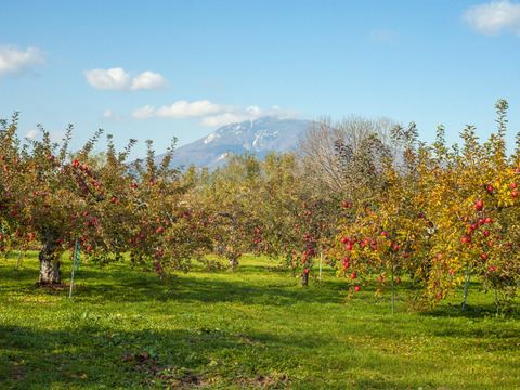 【2025年産完売御礼】訳ありご家庭用🍎酸味はマイルドで甘い「サンつがる」たっぷり10kg 低農薬で皮ごとおいしい 農薬半減＋化学肥料不使用で青森県特別栽培農産物認証取得