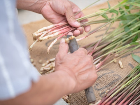 シャキッと爽やか！やわらか矢生姜（80ｇ）4パック　お味噌をつけて生でどうぞ。醤油漬けもおススメ