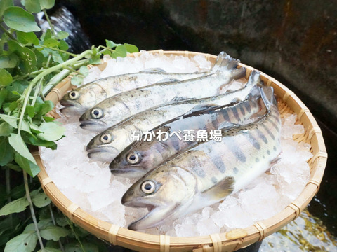 阿蘇から届く 特大サイズ かわべの湧水やまめ 10匹冷凍 熊本県産 食べチョク 農家 漁師の産直ネット通販 旬の食材を生産者直送