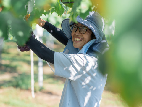 【まもなく終了！】岡山産 翠峰 1房｜超大粒！弾ける甘さに恋する夏を！
