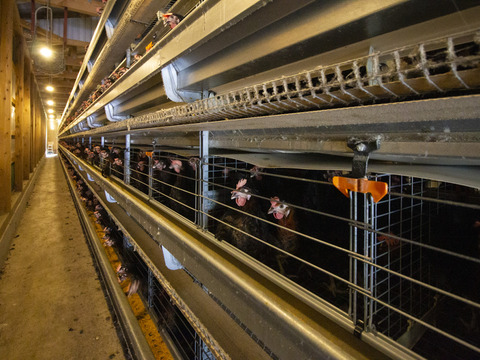 濃厚！希少品種『ネラ』の黒鶏（くろどり）の卵（50個入）