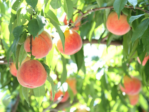 【桃の予約】"あかつき"2ｋｇ（6～9玉）　福島の完熟もも　ギフト・贈答用に【7月末～8月上旬お届け予定】