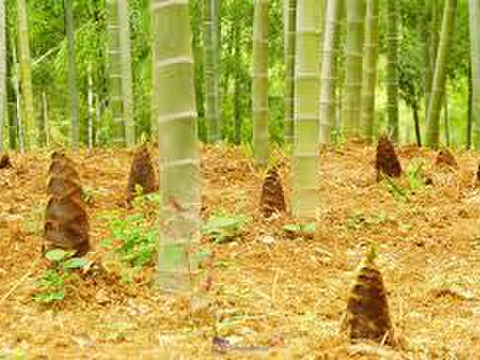 ４月１５日より発送　朝堀竹の子２.５K箱入り米糠付です。