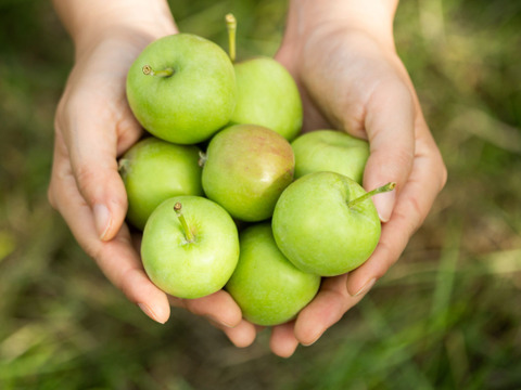 新商品📣ホップを効かせた甘くないりんごのノンアル炭酸🍸テキカカアップルソーダ ホップド 24本たっぷり大容量　お届け日・ギフト対応可能🎁