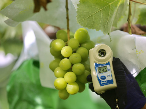 🍇リピーター続出🍇同じ品種とは思えない幻の牧丘天空シャインマスカット雲海を見下ろす標高1000mの高原地で育つ幻の葡萄🍇秋ギフト🍇お試し約1kg2～3房【朝どれ高級ぶどう】🍇2026年11月上旬予約🍇