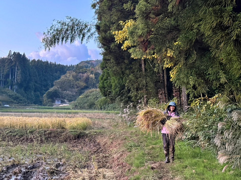 【2025年度産】［玄米］自然栽培イセヒカリ3kg（富山県氷見産）