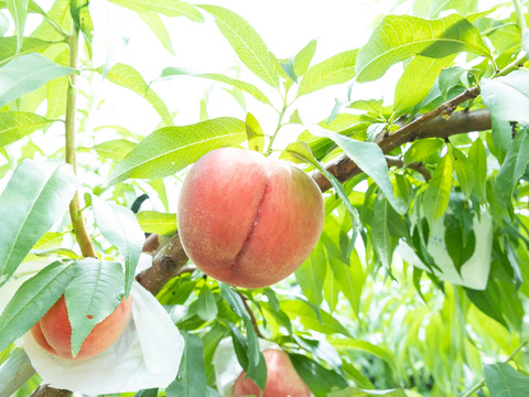 【贅沢な一杯】100％桃しぼりジュース「しふく」桃の果汁だけで作った希少な桃ジュース