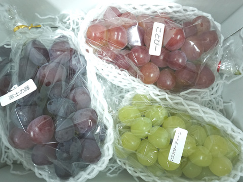 もうすぐ終了予定！【値引き中！総重量1.6kg以上！】平井利右衛門の黒赤青ぶどう（富士の輝、コトピー、マスカサーティーン/各1～2房）