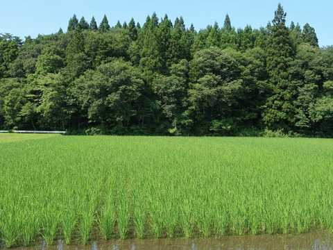 自然栽培（農薬・有機化学肥料不使用）のお米！ 玄米５kg　令和４年産