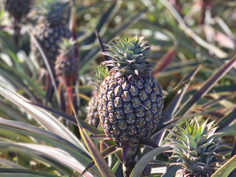 パインの最高峰🍍ジューシーで極上の甘さ！沖縄県産『ゴールドバレル』4~6玉　9kg~