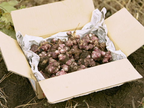 【紅菊芋5kg】おすそ分け・たっぷり使いたい方におすすめ！〜有機肥料のみ使用〜