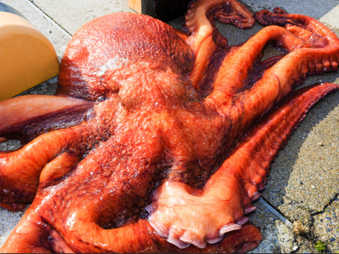 肉厚で味の濃い水蛸の頭❗️青森県津軽海峡❗️獲れたて冷凍❗️