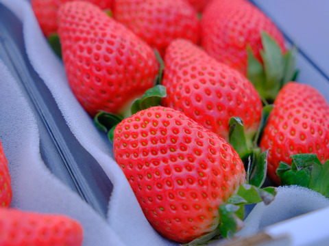 肥料のプロが栽培！バランス重視の設計『ゆうべに』ご家庭用パック 250g×2p