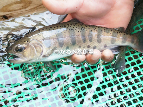 阿蘇から届く 特大サイズ かわべの湧水やまめ 10匹冷凍 熊本県産 食べチョク 農家 漁師の産直ネット通販 旬の食材を生産者直送