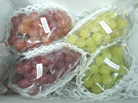 【値引き中！】平井利右衛門の赤青ぶどう（コトピー、マスカサーティーン/各2～3房）