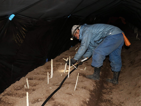 (3色)[有機JASホワイト3L&グリーン2L&パープル2L]カルデラの貴婦人&貴公子&紫宮女(アスパラガス)(北海道)(春芽)