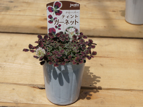 ラッキーアイテム！クローバー・ティント「ガーネット」9cmロングポット ［あわせ買い対象商品は3つまで同梱可］