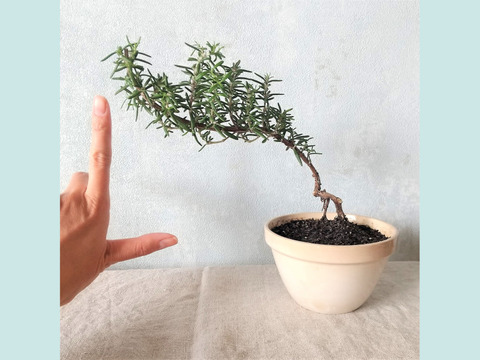 食べられる盆栽 ローズマリー盆栽 カプリ Ps168 山梨県産の花 植物 食べチョク 産地直送 産直 お取り寄せ通販 農家 漁師から旬の食材を直送