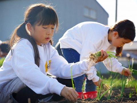 【期間限定！】大人気♪甘くて柔らか美味しさ感動級♪グリーンボール５玉