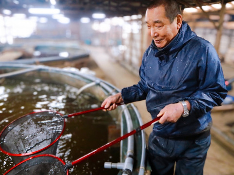 注文後活け締め！長崎県産【森育ちの高級ヒラメ】１枚 約1.2kg (安心・安全養殖平目)