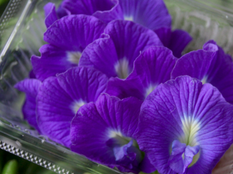 8月限定 透き通る天然の青 バタフライピー入り夏野菜セット 農薬 栽培期間中不使用 千葉県産 食べチョク 農家 漁師の産直ネット通販 旬の食材を生産者直送