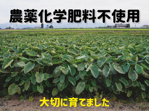 【農薬・化学肥料不使用】ねっとり里芋（土垂）大サイズ　2kg