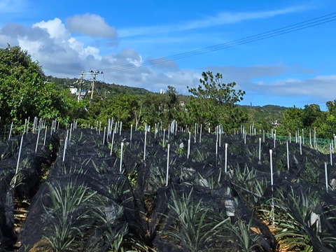 パインの最高峰🍍ジューシーで極上の甘さ！沖縄県産『ゴールドバレル』（大玉）2玉  4.0kg~