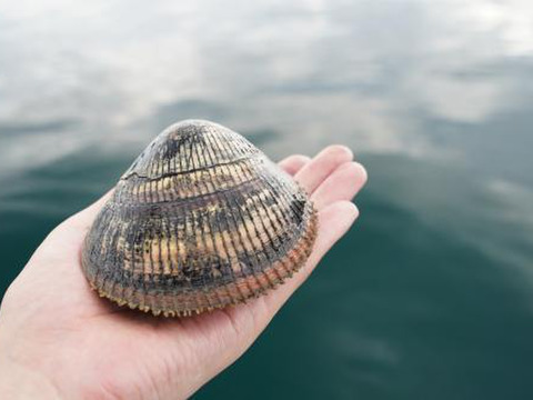 【日本一】天然とり貝/京都府宮津/販売期間短い/特大サイズ/1個230g前後/５個セット【生】