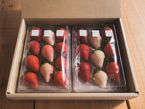 紅白いちご６品種食べ比べセット　240g×2p　【冬ギフト】