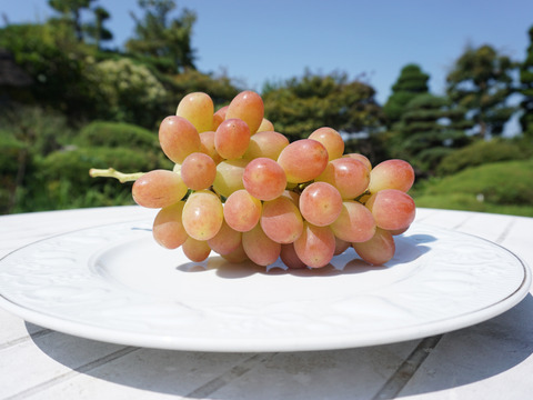 【まもなく終了！】平井利右衛門の赤ぶどう(クイーンセブン・サンシャインレッド/各2～3房)