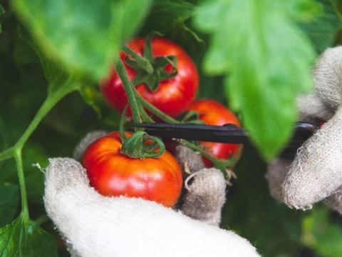 とまと農家自ら手作りしてます。とまと農家のピザソース　136g