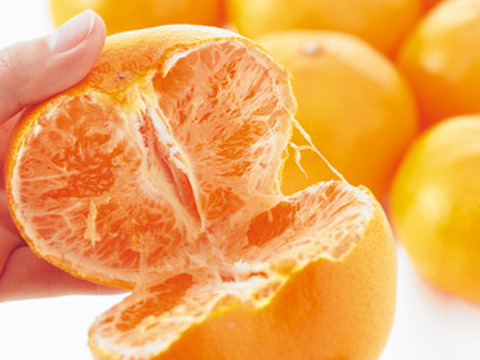[期間限定]柑橘のKing！！柑橘の大トロ！「せとか」（2.5ｋｇ）