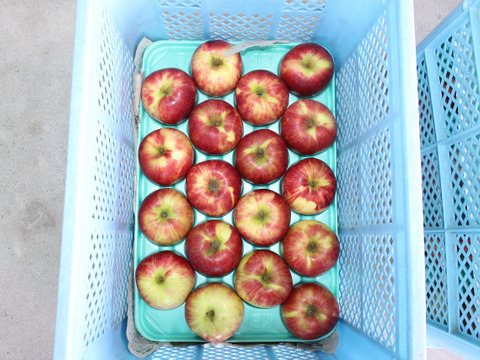 りんごサンつがる16玉　家庭用