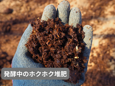 【有機肥料•農薬不使用】喉を潤すジューシーさと飽きない優しい甘み♡福井で生まれた華小町トマト！【1kg】