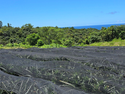 パインの最高峰🍍ジューシーで極上の甘さ！沖縄県産『ゴールドバレル』 3玉　4.2kg~