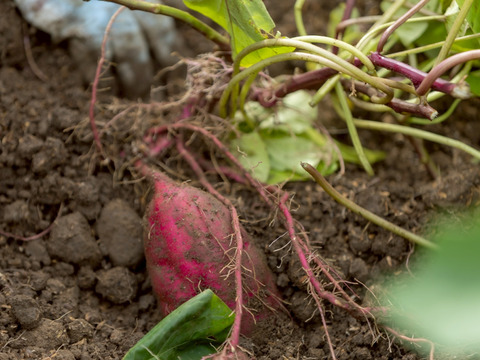 【年末大特価】紅はるか(ML)と安納芋（２Ｓ~Ｓ）２０kgセット！栽培期間中農薬不使用の「さつまいも」