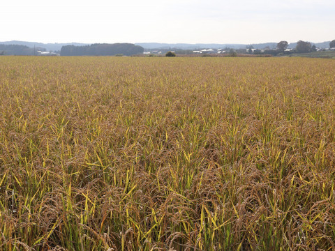 【新米】自然栽培（農薬・有機化学肥料不使用）のお米！ 白米２kg　令和６年産