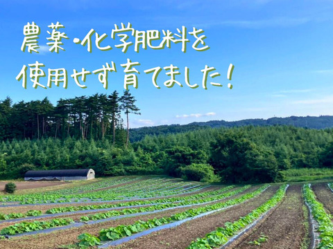 【訳あり】ホクホクがたまらない♪栗かぼちゃ ダークホース 10㎏【農薬化学肥料不使用】