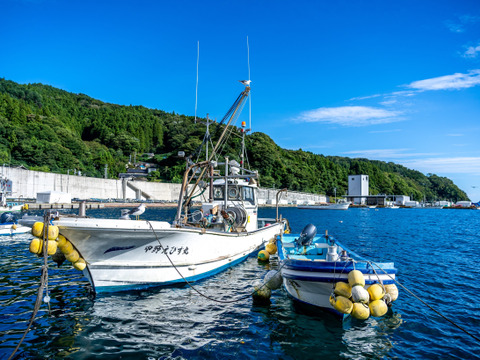 【冬ギフト】【活】特Lサイズ殻付ホタテ2枚（殻長12cm以上）｜岩手県三陸産