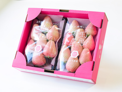 いちご王国栃木の白いちご　大粒『ミルキーベリー』（300ｇ×2パック）