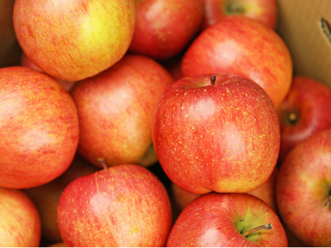 【訳ありご家庭用🍎農薬節栽培】青森りんご5kg 皮ごとガブり！葉とらずふじ