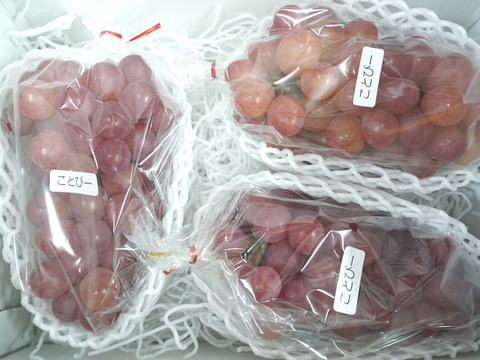 【値引き中！総重量1.5kg以上！】平井利右衛門の赤ぶどう（コトピー/3房）