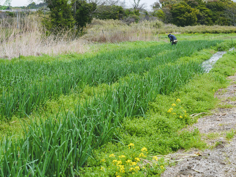 ＜有機たまねぎ 3kg＞農薬化学肥料不使用・静岡県産