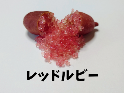 フィンガーライム色々お試しセット②（3〜4本）50g：長野県産のみかん