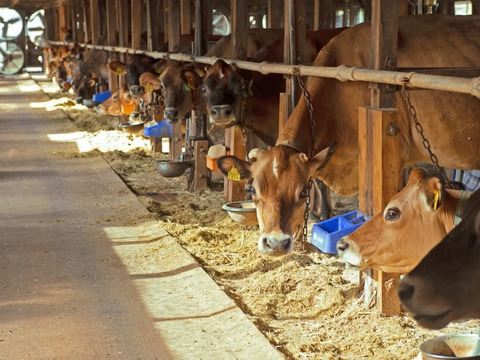 竹田牧場ジャージー牛乳の濃厚プリン｜６個入り