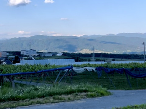 信州の粒ブドウセット【ナガノパープル】×【シナノスマイル】700g [NpSs]