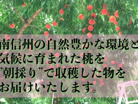 【予約販売】　しあわせな「桃」 約2kg  5~8玉