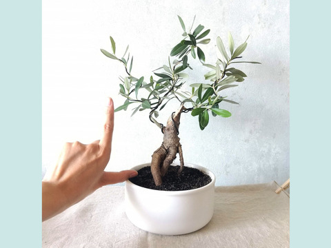 【ギフトにも◎】南アルプスのオリーブ盆栽　シプレッシーノ  (PS218)